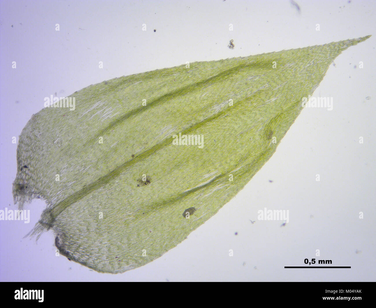 Brachythecium rutabulum (g, 144734-474739) 7743 Stock Photo