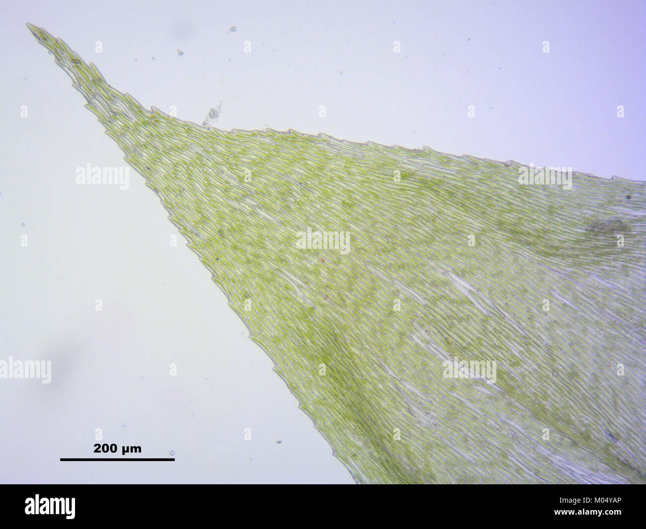 Brachythecium rutabulum (g, 144734-474739) 7746 Stock Photo