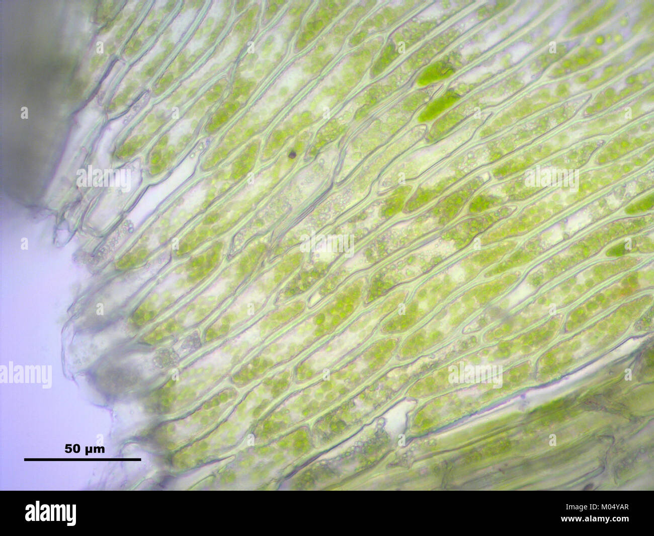 Brachythecium rutabulum (g, 144734-474739) 7747 Stock Photo