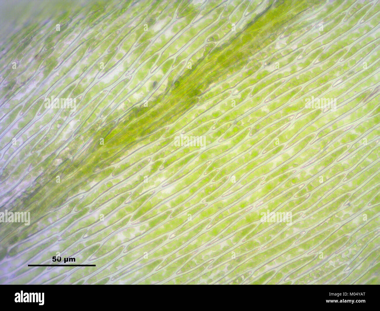 Brachythecium rutabulum (g, 144734-474739) 7748 Stock Photo