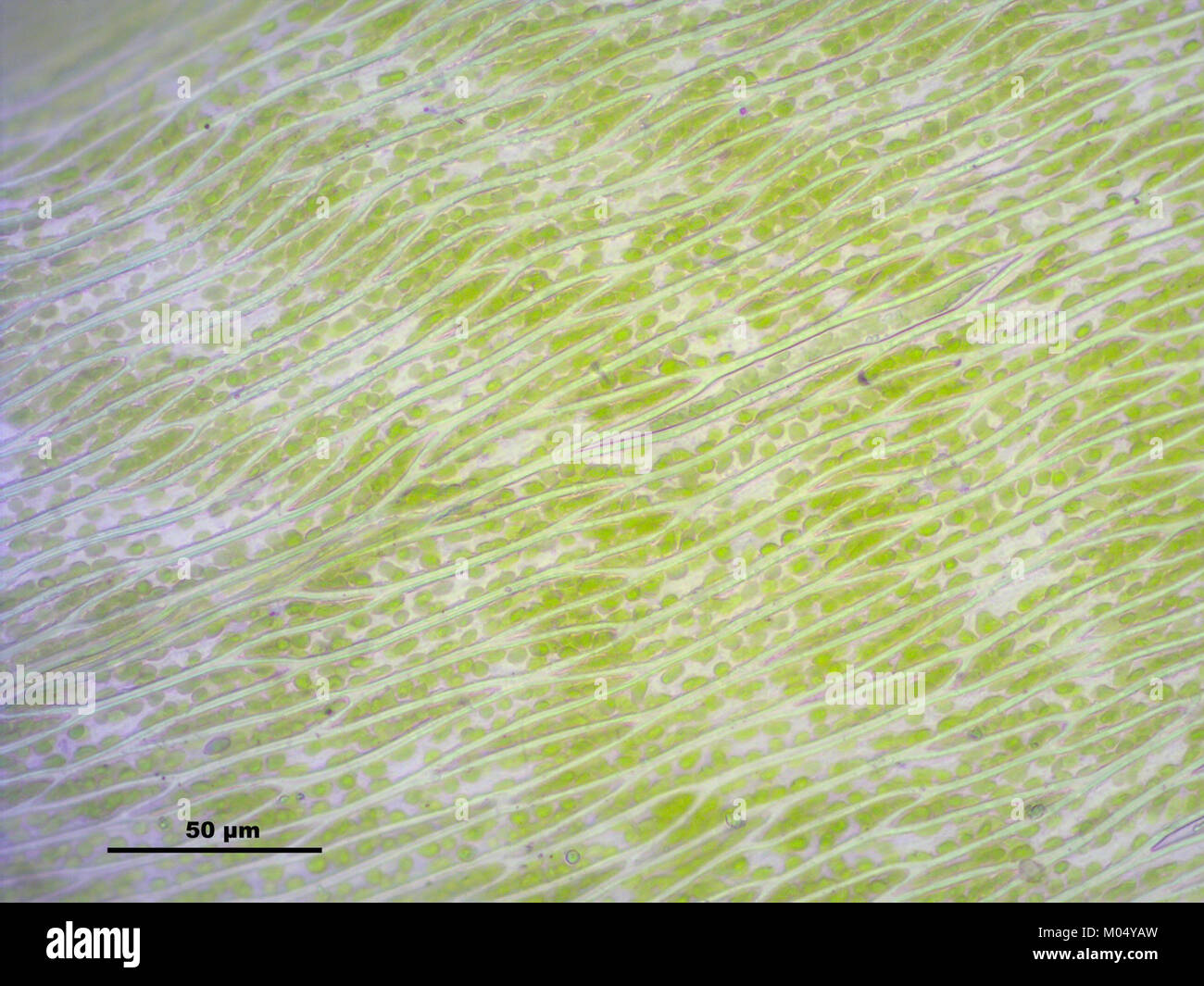 Brachythecium rutabulum (g, 144734-474739) 7749 Stock Photo
