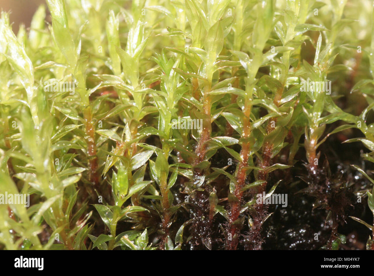 Bryum pseudotriquetrum (a, 145029-474542) 5977 Stock Photo