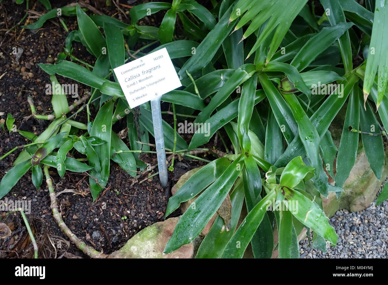 Callisia fragrans - Botanischer Garten - Heidelberg, Germany - DSC01094 Stock Photo