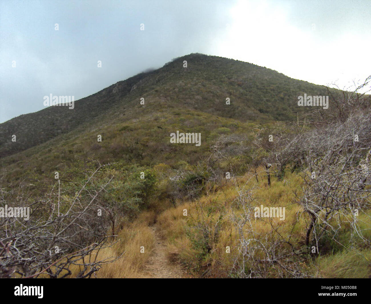 Bosque xerofito en el monumento natural cerro santa ana Stock Photo