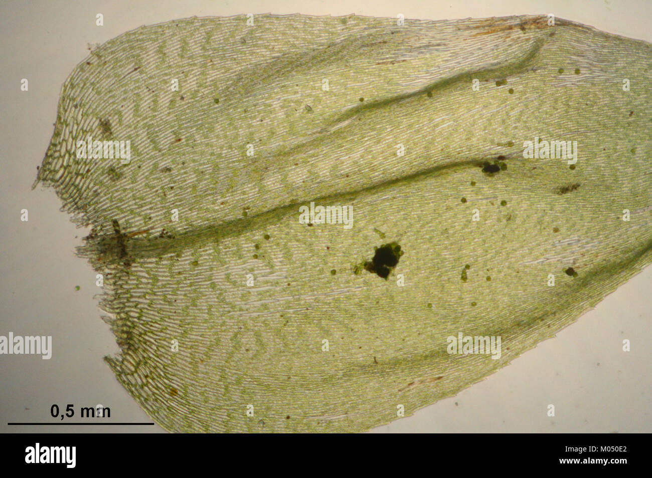 Brachythecium rutabulum (f, 144734-474741) 8992 Stock Photo