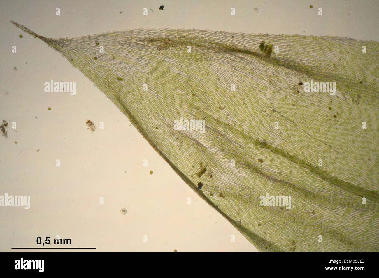 Brachythecium rutabulum (f, 144734-474741) 8994 Stock Photo