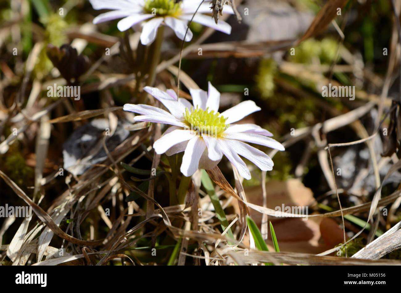 Callianthemum anemonoides2 Stock Photo