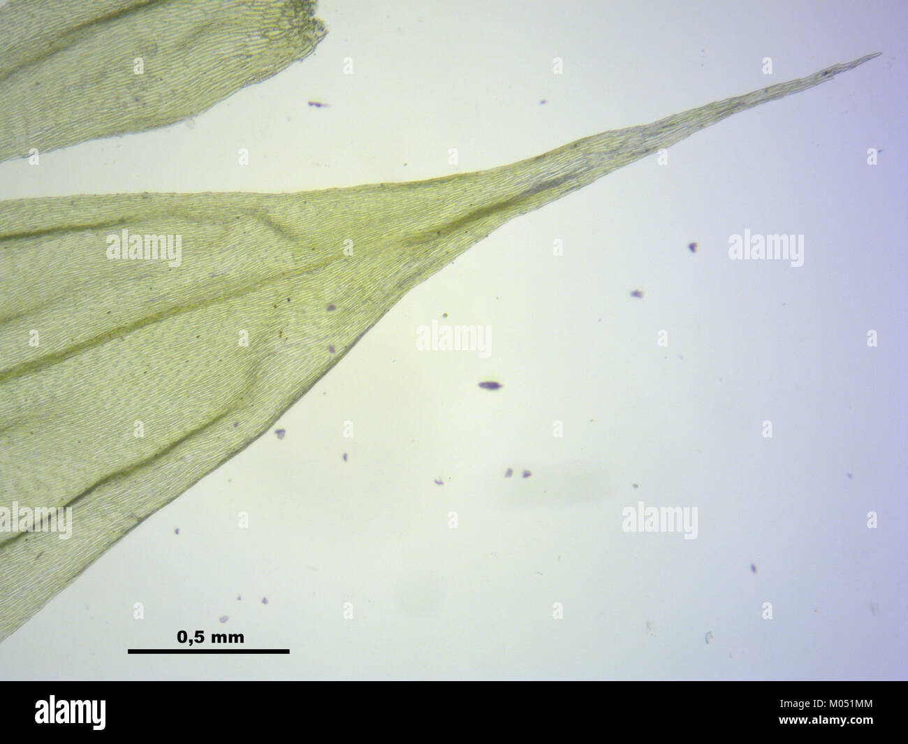 Brachythecium glareosum (c, 145442-481401) 0168 Stock Photo