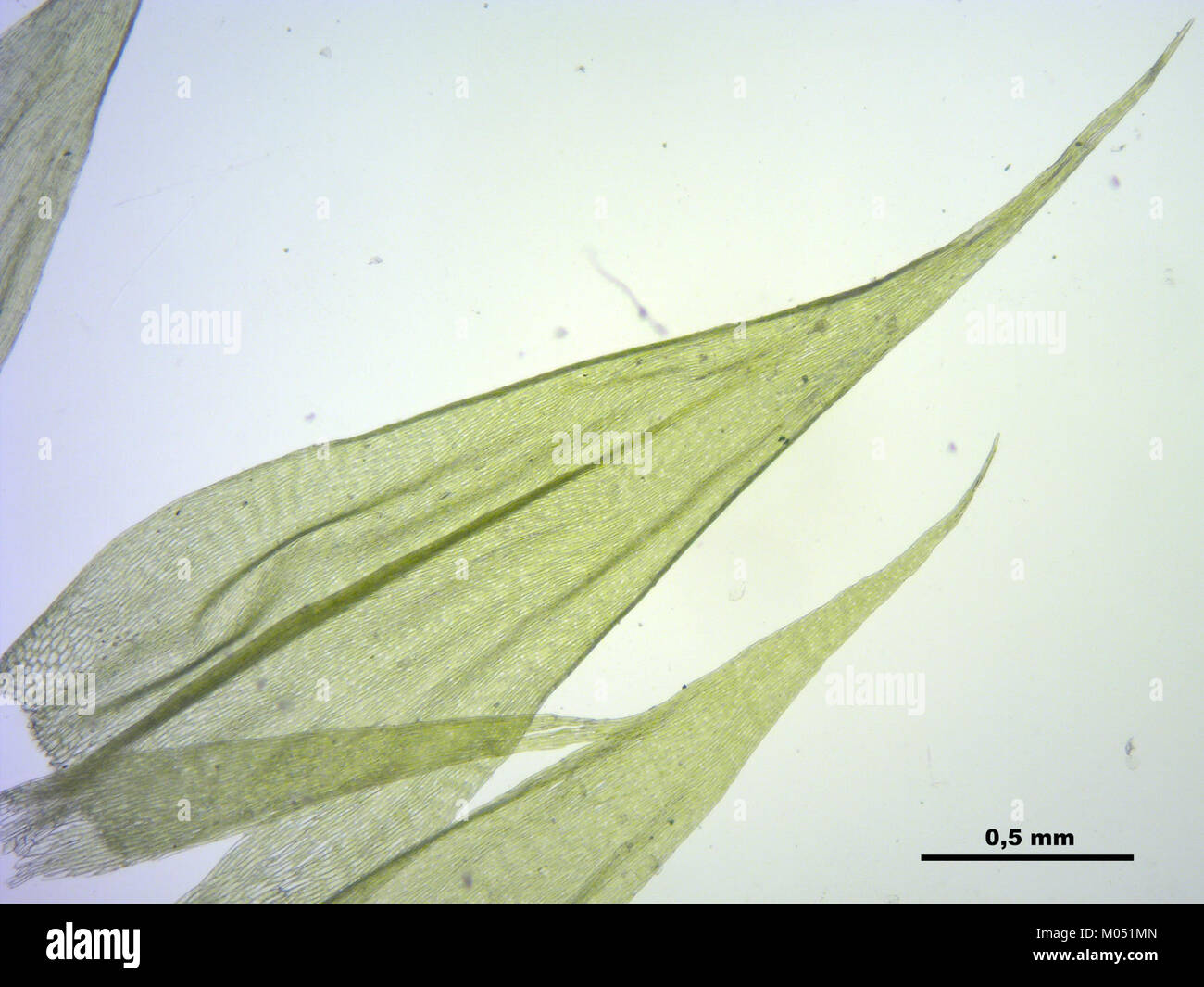 Brachythecium glareosum (c, 145442-481401) 0176 Stock Photo