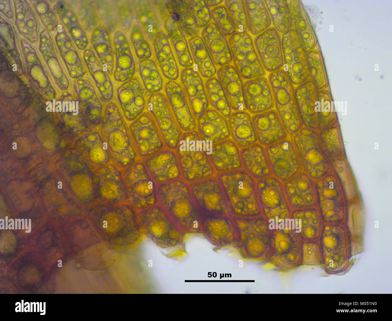 Bryum alpinum, a species of moss native to alpine regions, is known for ...
