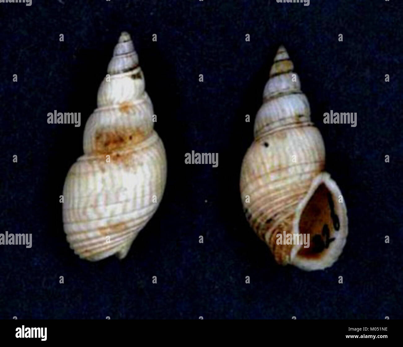 Shell species documentation hi-res stock photography and images - Alamy
