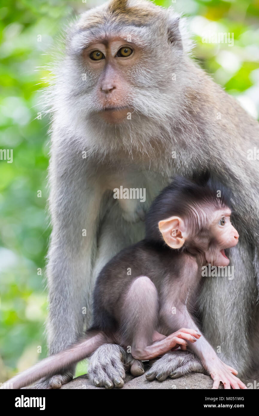 Closeup adult female monkey and it1s cute anxious baby. Animals behavior in wild nature. Bali, Indonesia Stock Photo