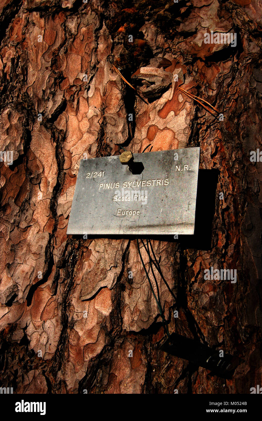 Pinus Sylvestris - Scots Pine Stock Photo