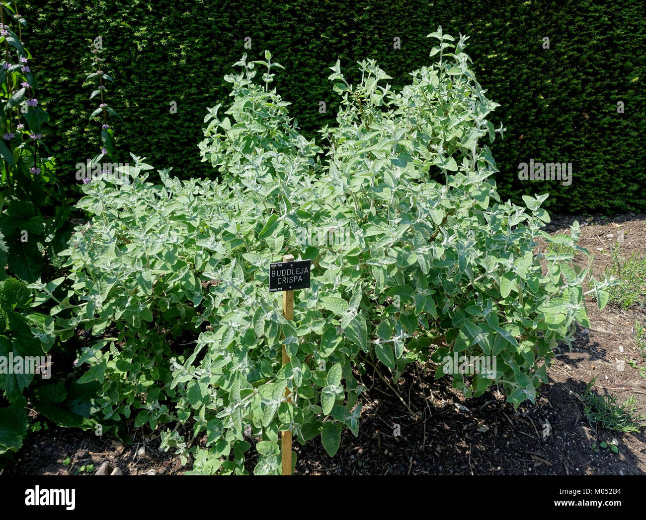 Buddleja crispa - Savill Garden - Windsor Great Park, England - DSC06174 Stock Photo