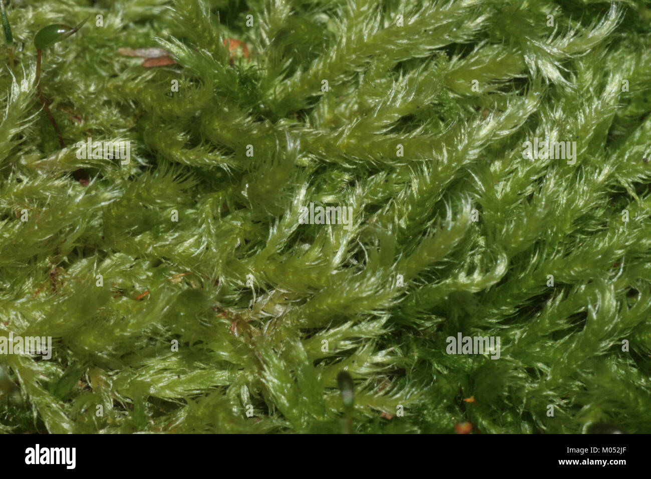 Brachythecium salebrosum (a, 150150-481738) 6173 Stock Photo