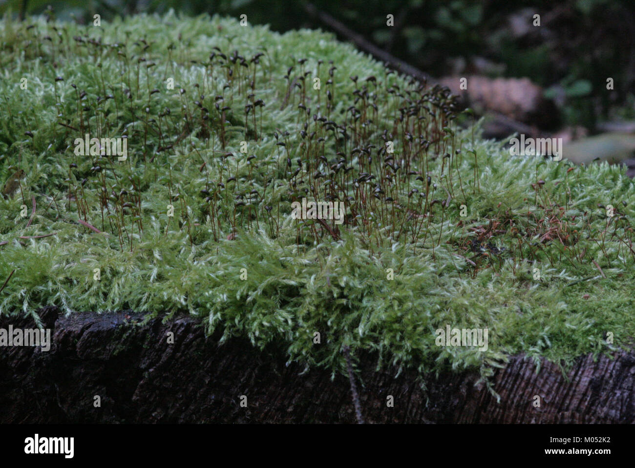 Brachythecium salebrosum (a, 150150-481738) 6186 Stock Photo
