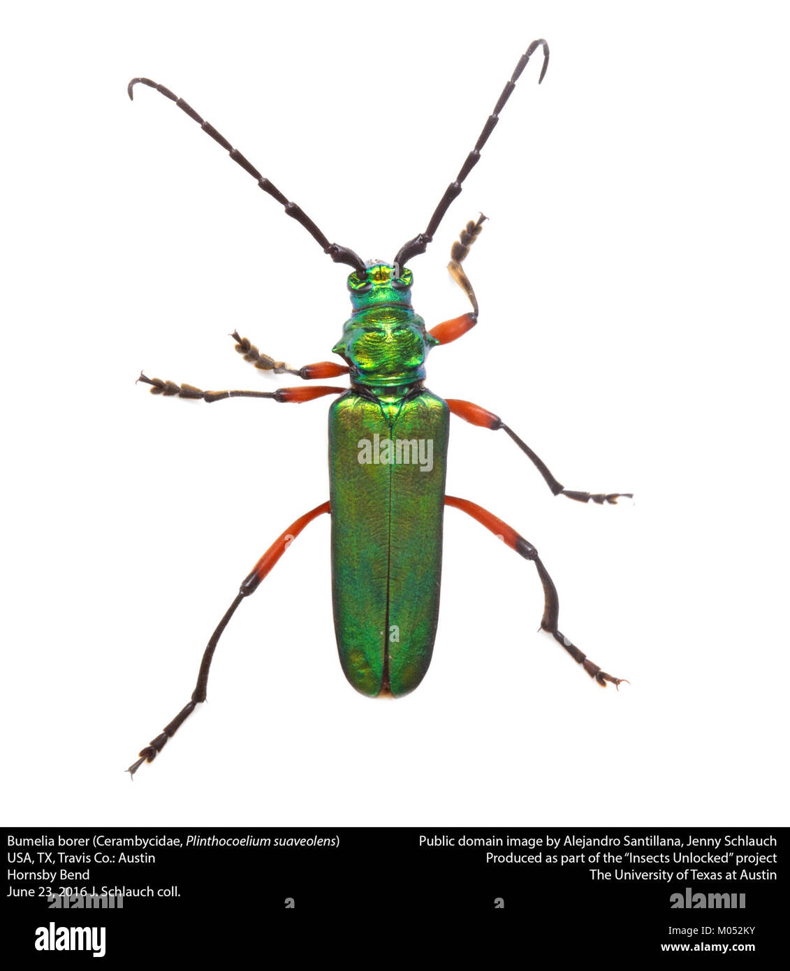 Bumelia Borer (Cerambycidae, Plinthocoelum suaveolens) (27451363643) Stock Photo