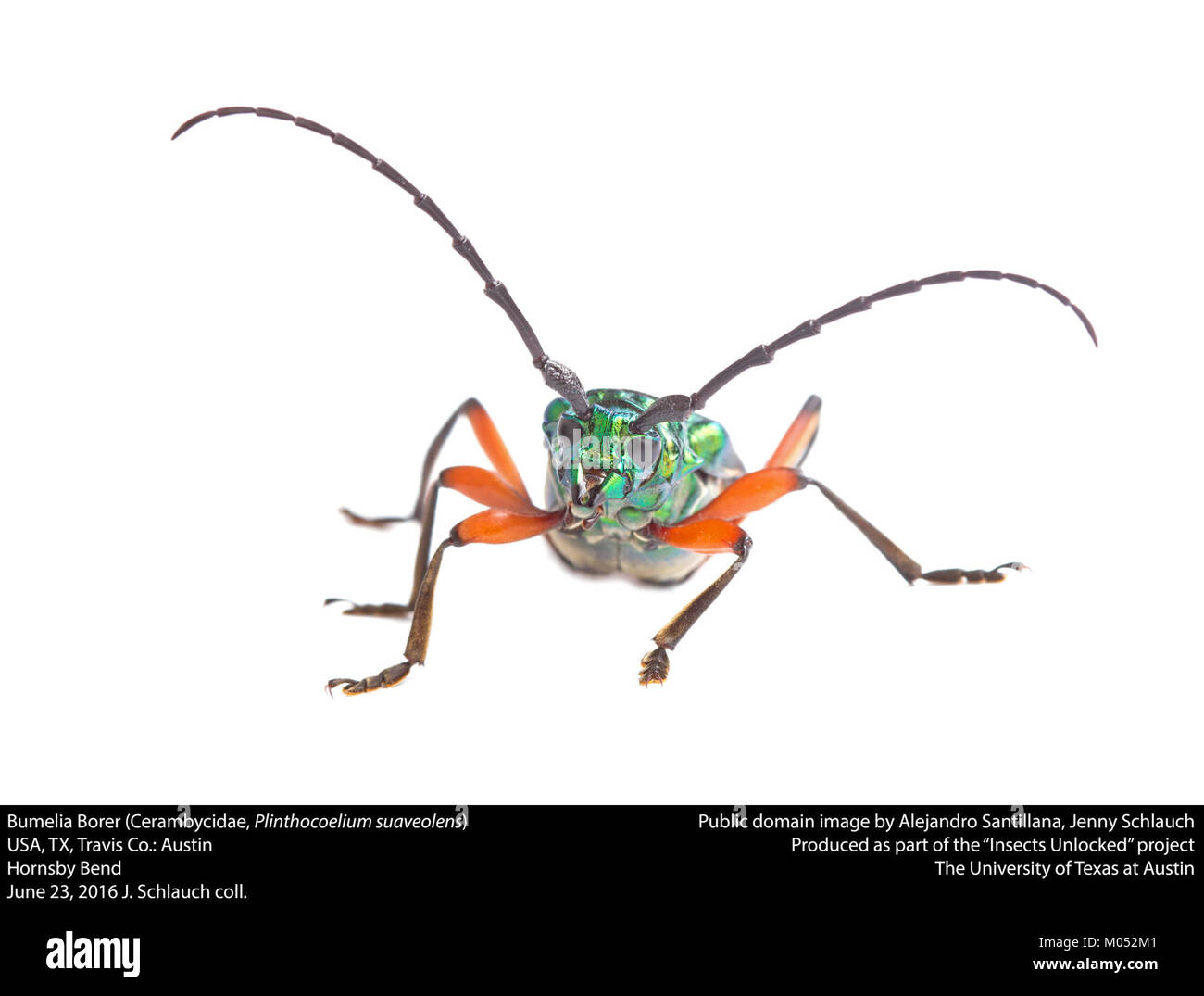 Bumelia Borer (Cerambycidae, Plinthocoelum suaveolens) (27963190062) Stock Photo