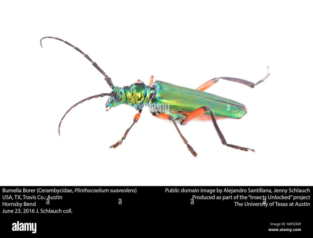 Bumelia Borer (Cerambycidae, Plinthocoelum suaveolens) (27451939914) Stock Photo