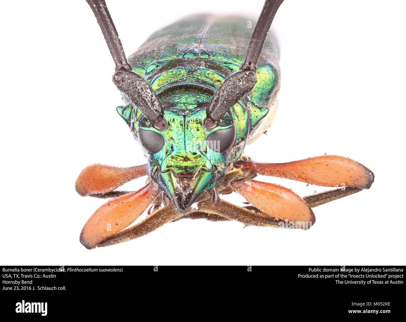 Bumelia borer (Cerambycidae, Plinthocoelium suaveolens) (27989288921) Stock Photo