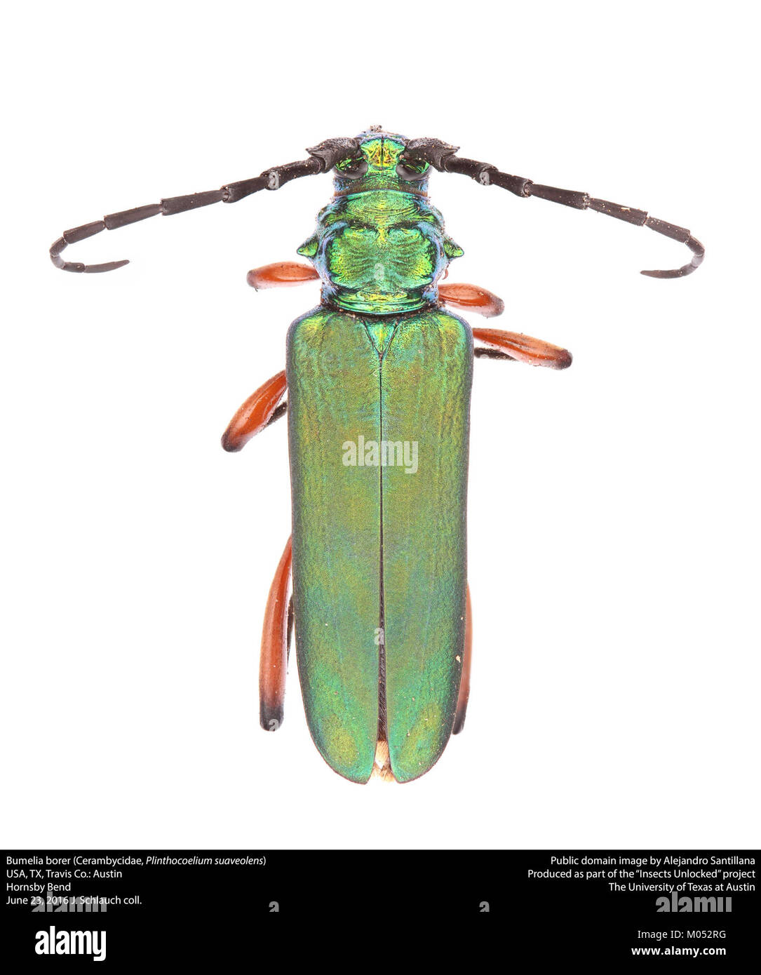 Bumelia borer (Cerambycidae, Plinthocoelium suaveolens) (27453775293) Stock Photo