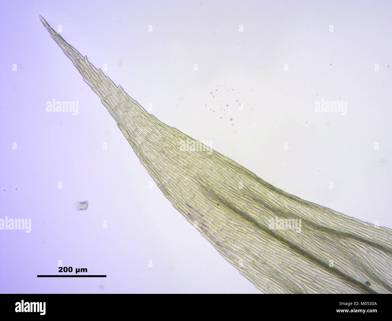 Brachythecium salebrosum (e, 113758-471210) 1765 Stock Photo