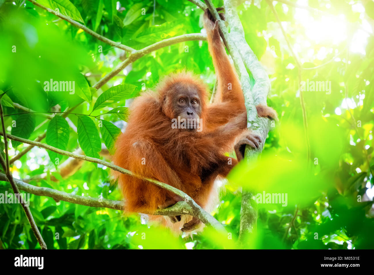 Animals in wild. Orangutan cute baby in tropical rainforest relaxing on trees and looks around against green jungles and shining sun on background. En Stock Photo