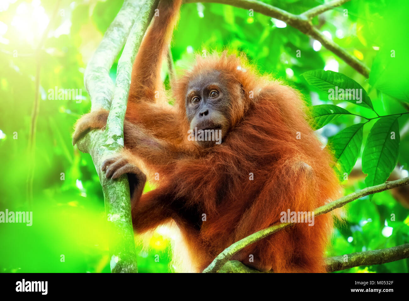 Cute baby orangutan hanging on branch and looking around against thick green foliage and shining sun on background. Little ape resting on tree in exot Stock Photo