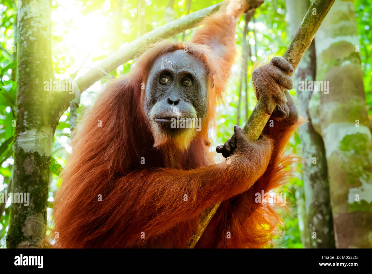 Female orangutan sits grasping tree trunk and looks around against green jungles and shining sun on background. Great ape in shady forest. Endangered  Stock Photo