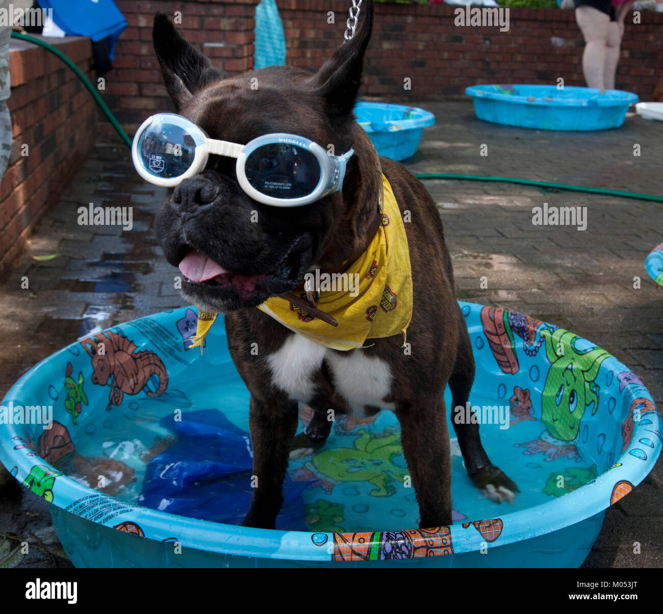 Do Dah Day Bulldog with sunglasses in pool Stock Photo