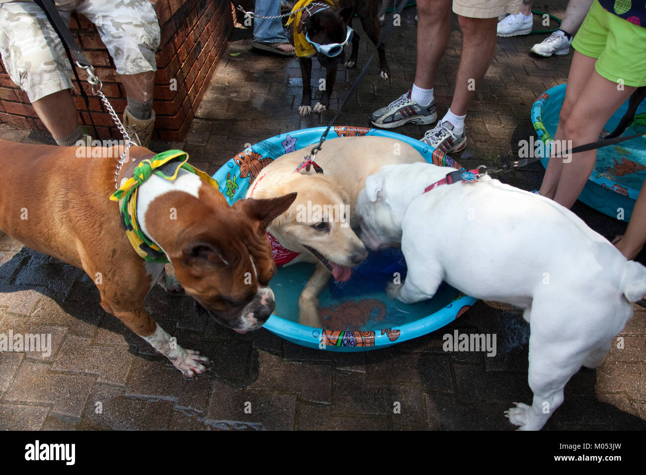 Three dogs in a pool Stock Photo