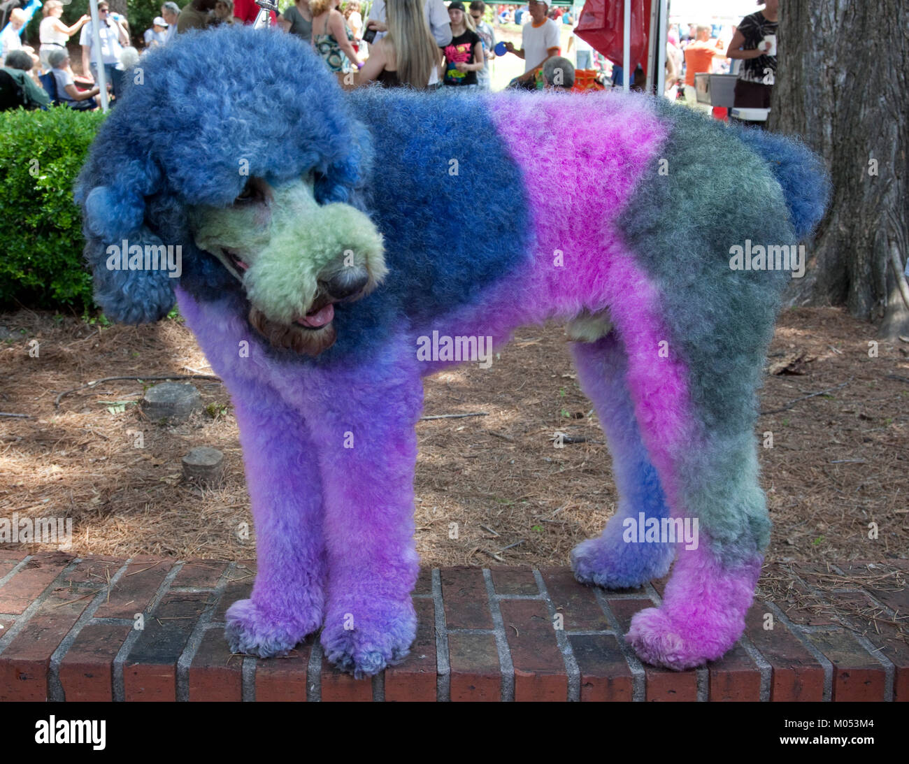 Multi Colored Dog at Do Dah Day Stock Photo