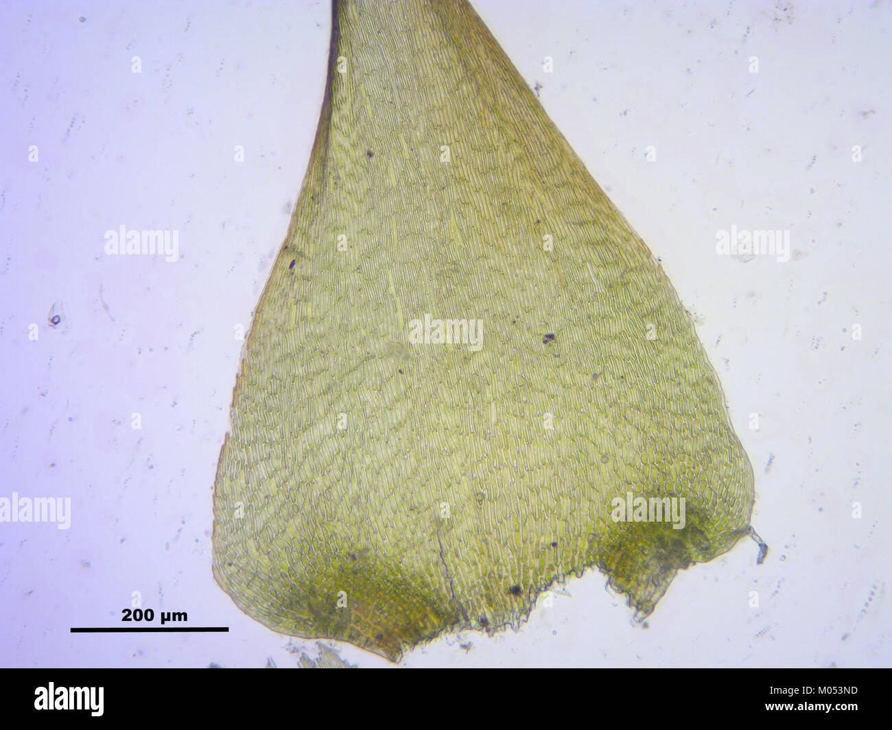 Campylium stellatum (d, 145612-473018) 1930 Stock Photo