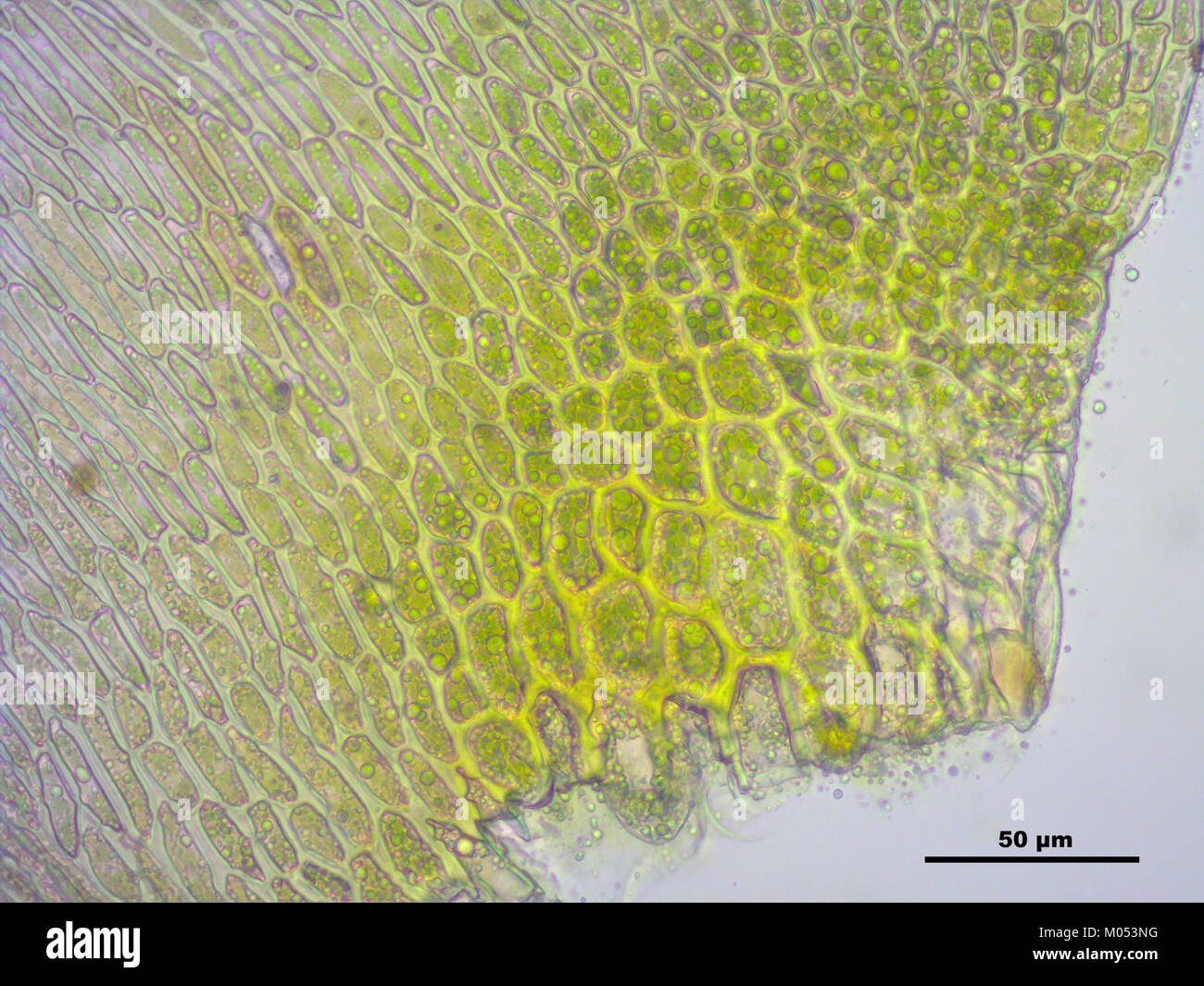 Campylium stellatum (d, 145612-473018) 1936 Stock Photo