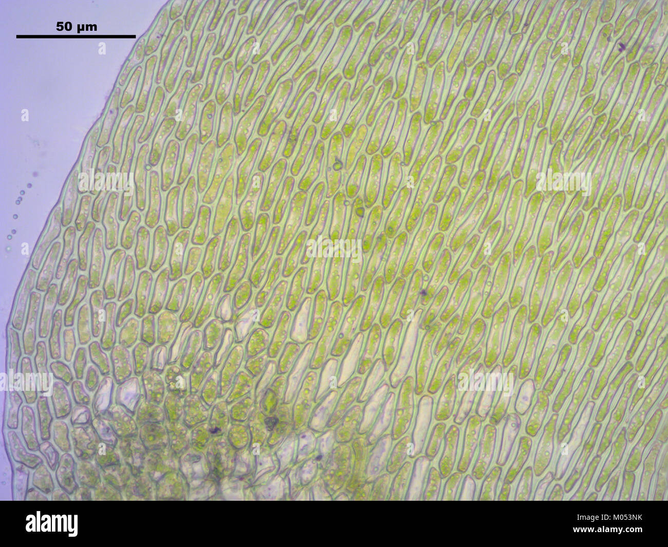 Campylium stellatum (d, 145612-473018) 1940 Stock Photo