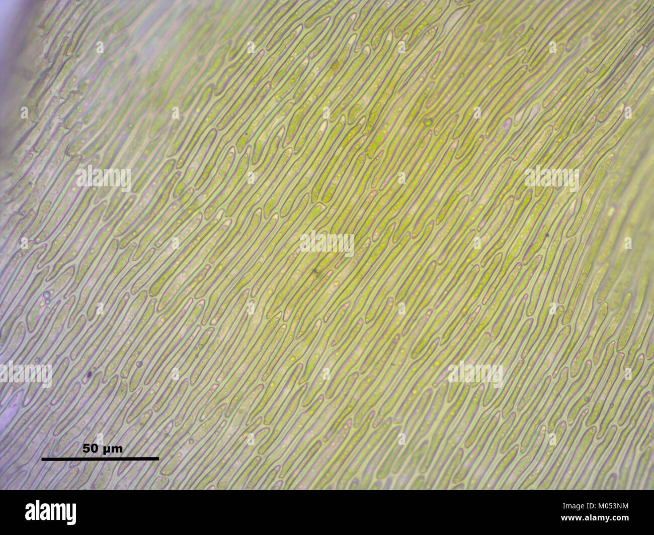 Campylium stellatum (d, 145612-473018) 1941 Stock Photo