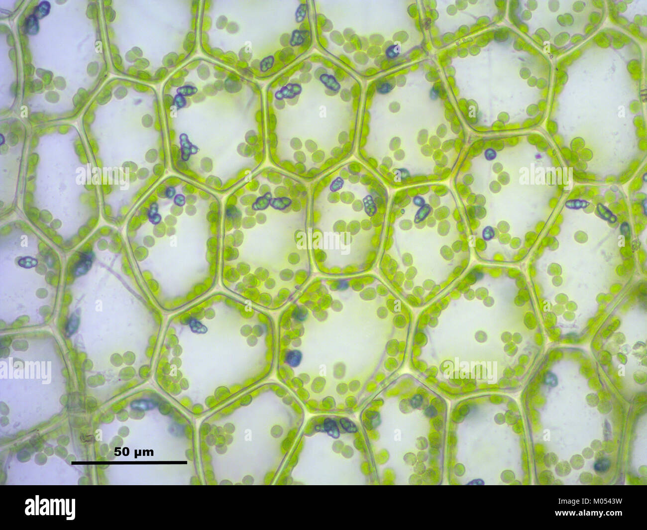 Calypogeia azurea (f, 145100-482529) 2179 Stock Photo
