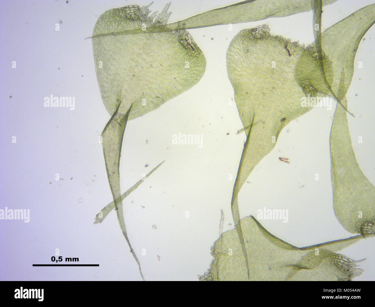 Campylium protensum (h, 144636-474751) 2645 Stock Photo