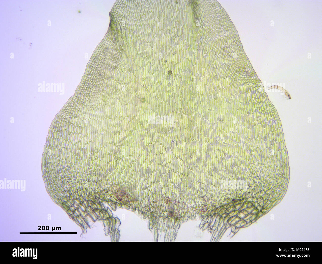 Campylium protensum (h, 144636-474751) 2648 Stock Photo