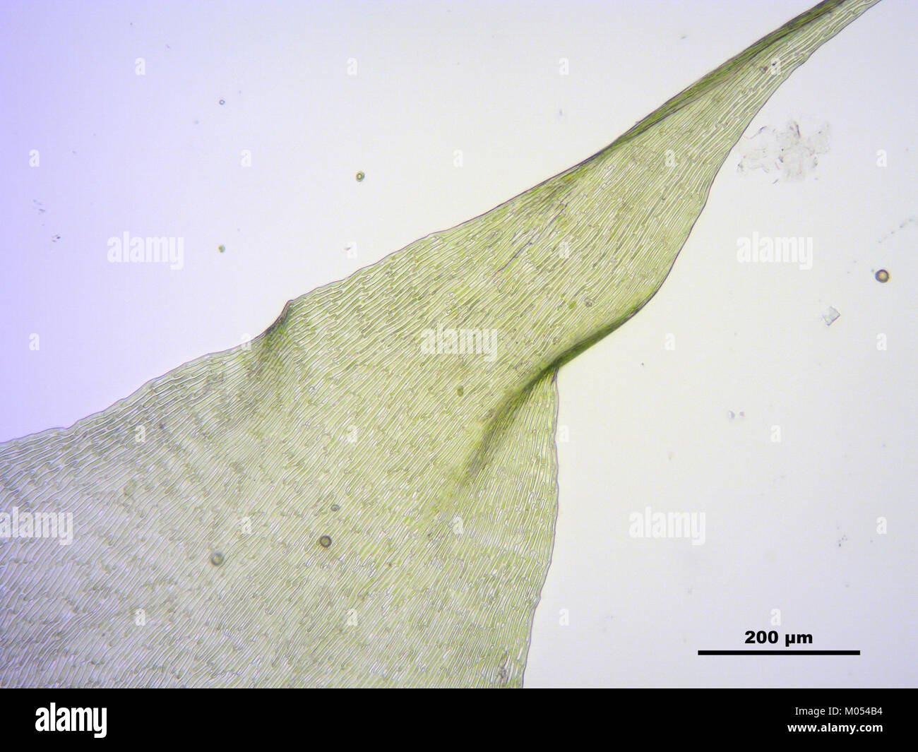 Campylium protensum (h, 144636-474751) 2649 Stock Photo
