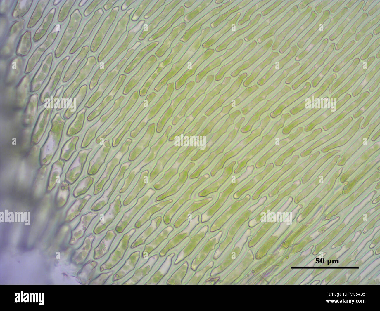 Campylium protensum (h, 144636-474751) 2652 Stock Photo