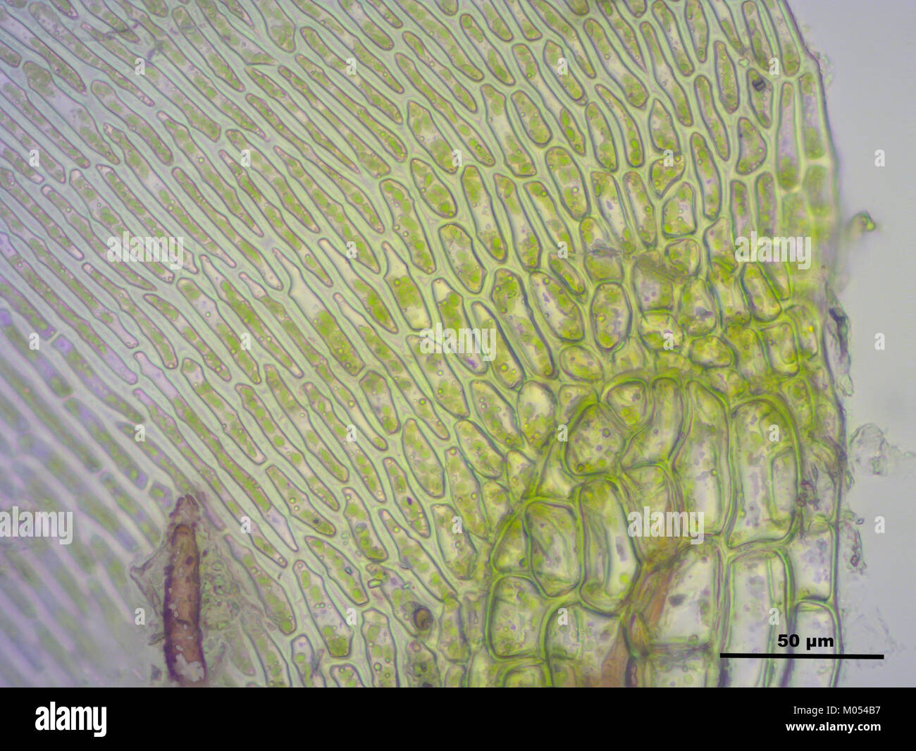 Campylium protensum (h, 144636-474751) 2654 Stock Photo