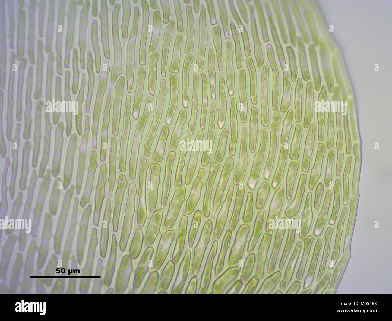 Campylium protensum (h, 144636-474751) 2656 Stock Photo