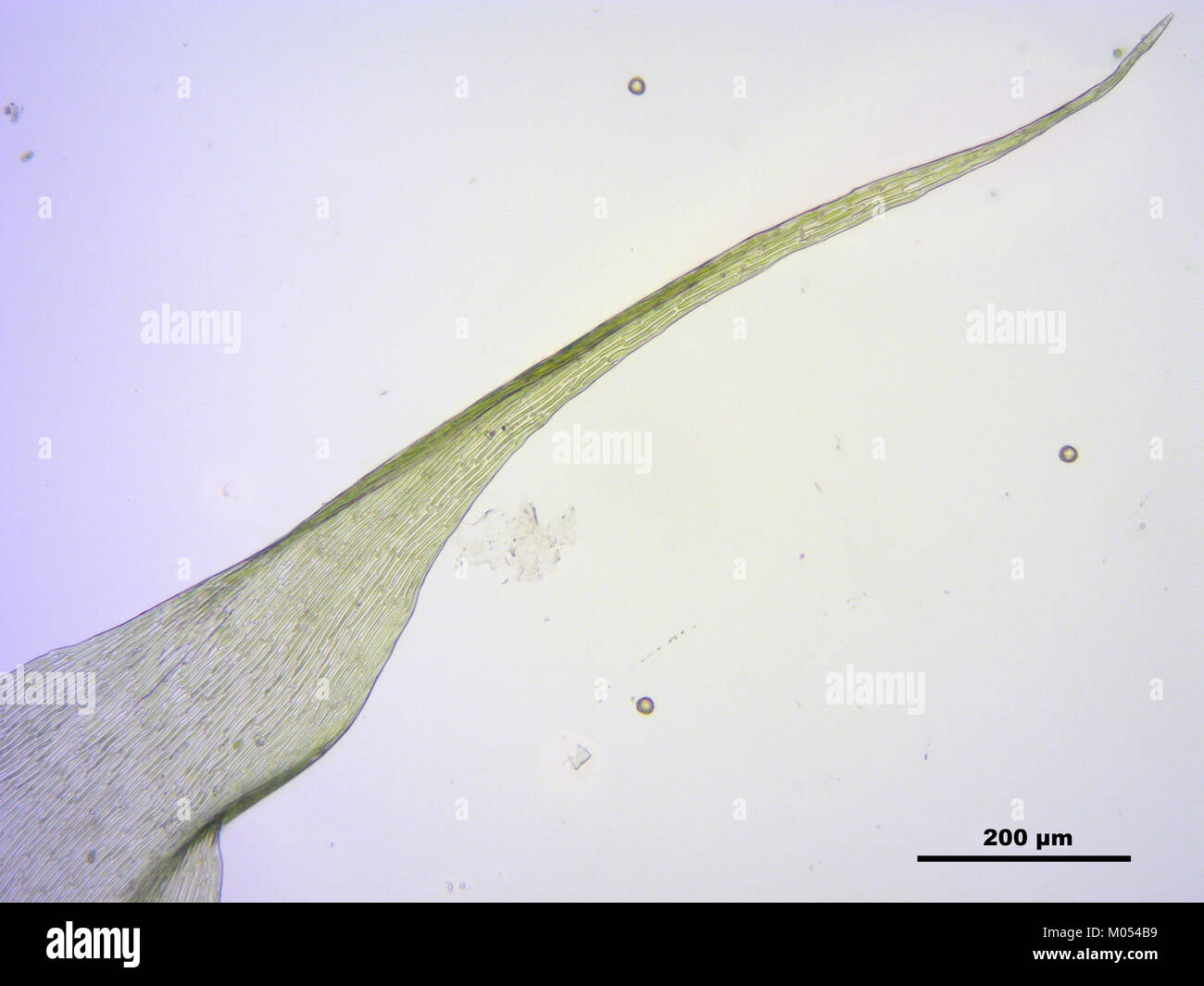 Campylium protensum (h, 144636-474751) 2650 Stock Photo