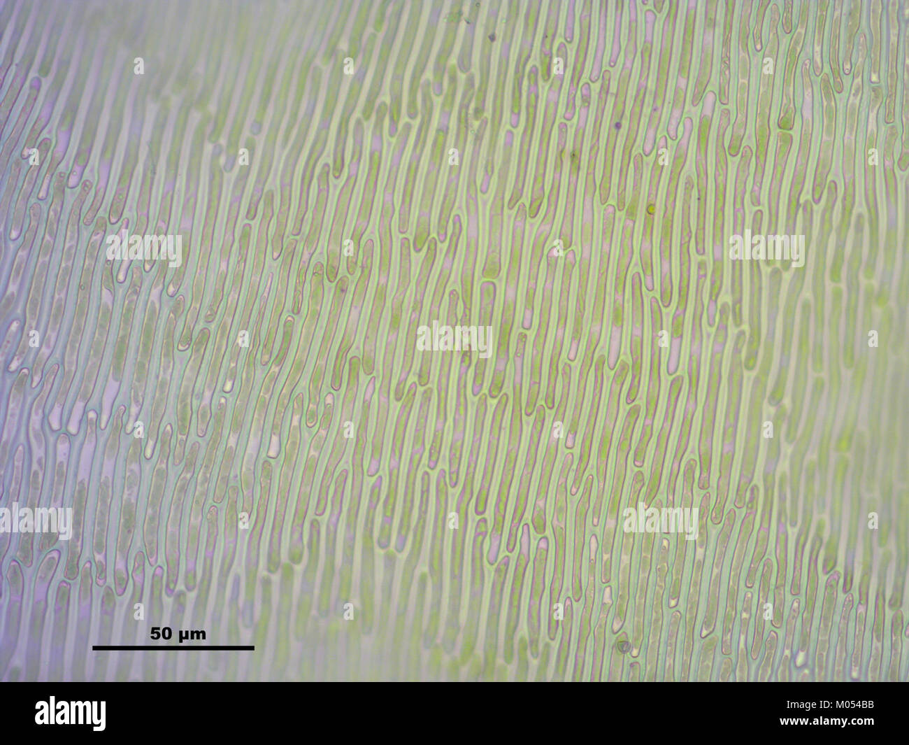 Campylium protensum (h, 144636-474751) 2659 Stock Photo
