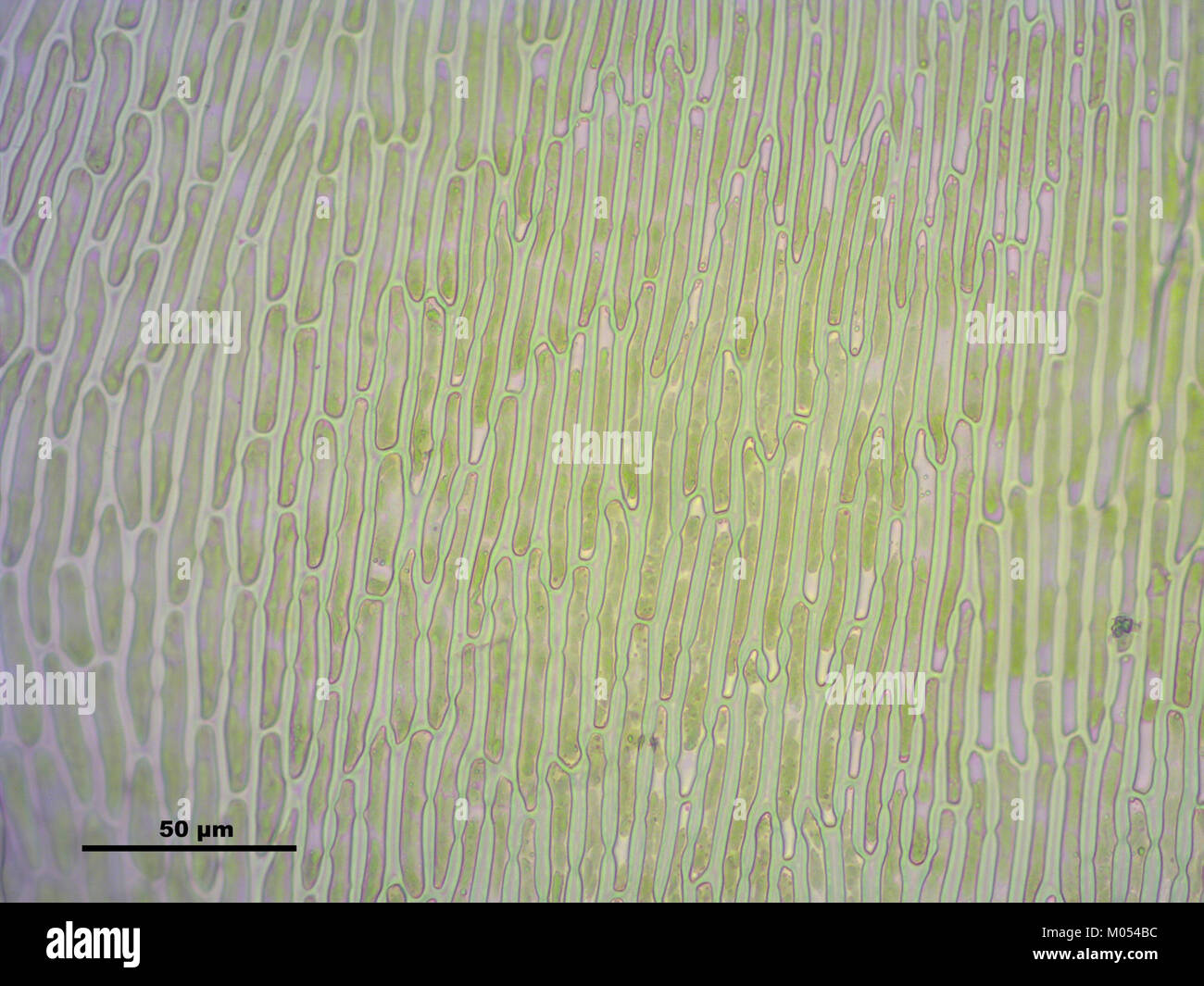 Campylium protensum (h, 144636-474751) 2660 Stock Photo