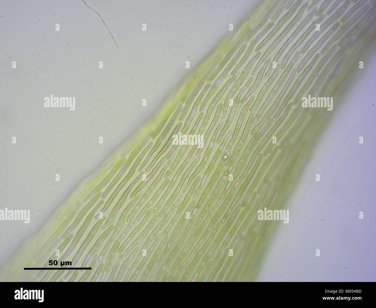 Campylium protensum (h, 144636-474751) 2662 Stock Photo