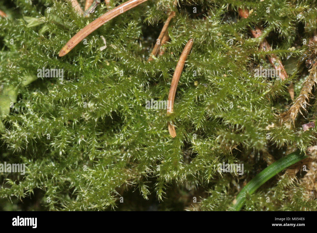 Campylium stellatum (a, 144941-474713) 0841 Stock Photo