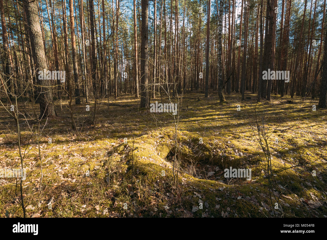 Old World War II Trenches In Forest Since Second World War In Belarus Stock Photo