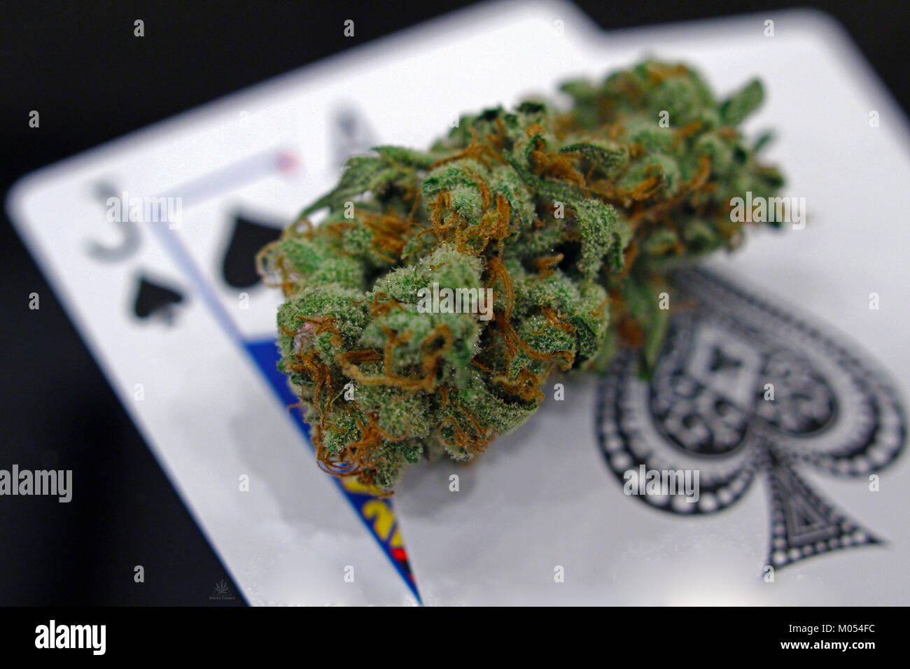 Black Jack Cannabis Stock Photo - Alamy